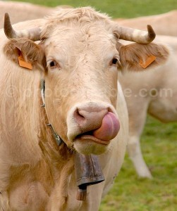 Blonde d'Aquitaine Blonde d'Aquitaine