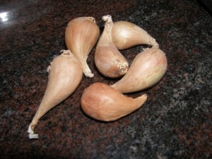 echalotes grises echalotes grises