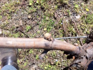 Les bourgeosn qui gonflent