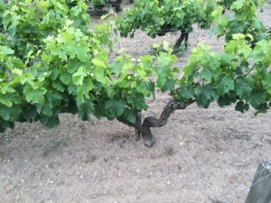 Cep de vigne 01 06 15