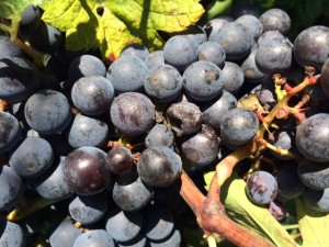 vin-medoc botrytis stoppé
