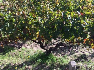 vin medoc saison cep 5 octobre