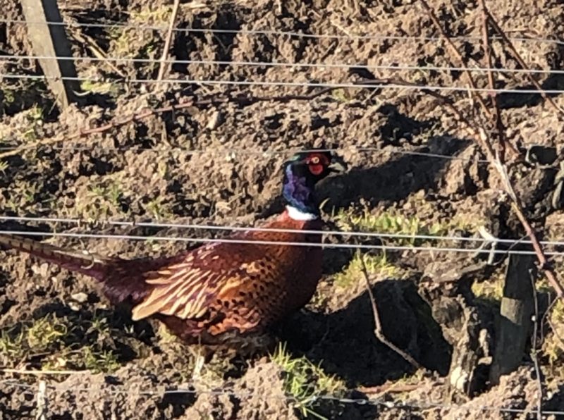 Le repas arrive par ses propres moyens